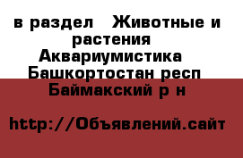  в раздел : Животные и растения » Аквариумистика . Башкортостан респ.,Баймакский р-н